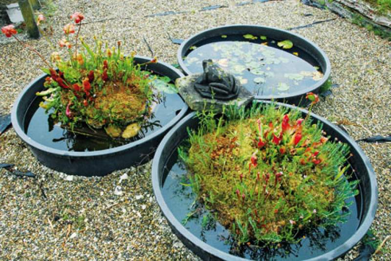 Preview: Blühende Mini-Moore - Für Garten, Terrasse und Balkon